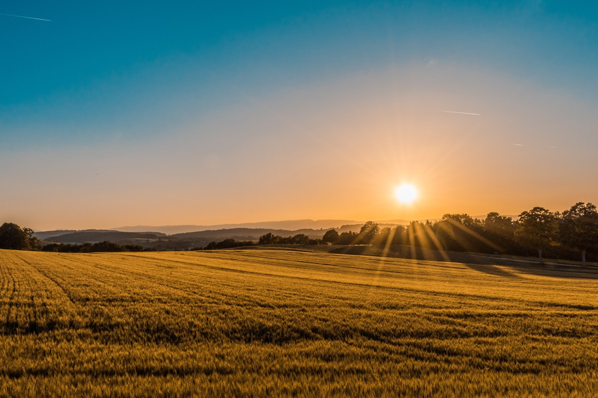 Grain field agricultural hedging
